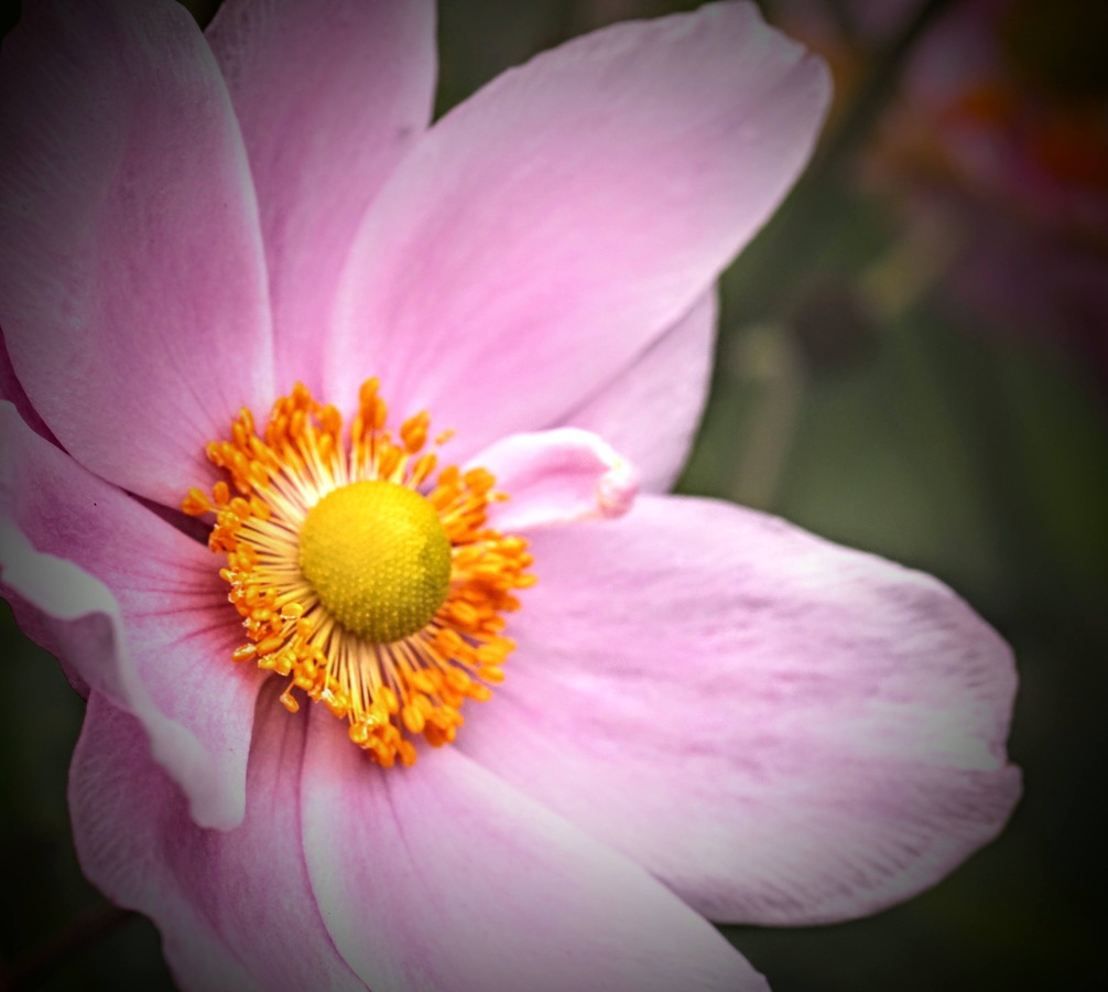 A pink flower 